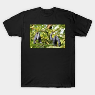 Decaisnea fargesii - Dead Man's Fingers T-Shirt